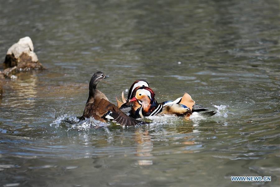 Patos mandarines nadan en el Parque Zhaolin de Harbin