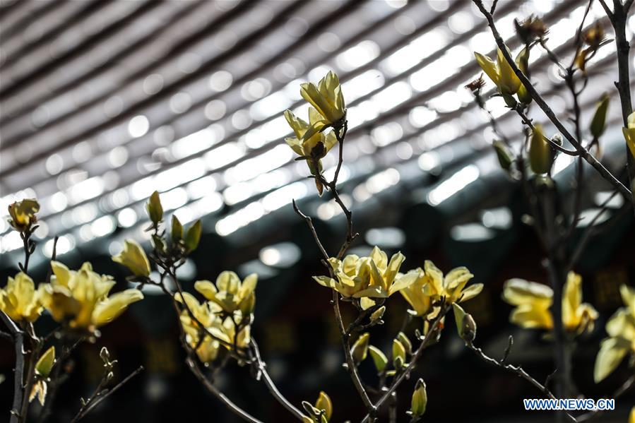 En fotos: flores de magnolia en el Museo de Palacio de Shenyang