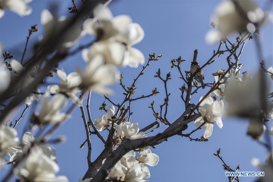 En fotos: flores de magnolia en el Museo de Palacio de Shenyang