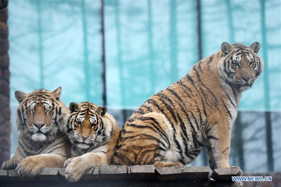 En fotos: los tigres siberianos de Hailin en Heilongjiang 