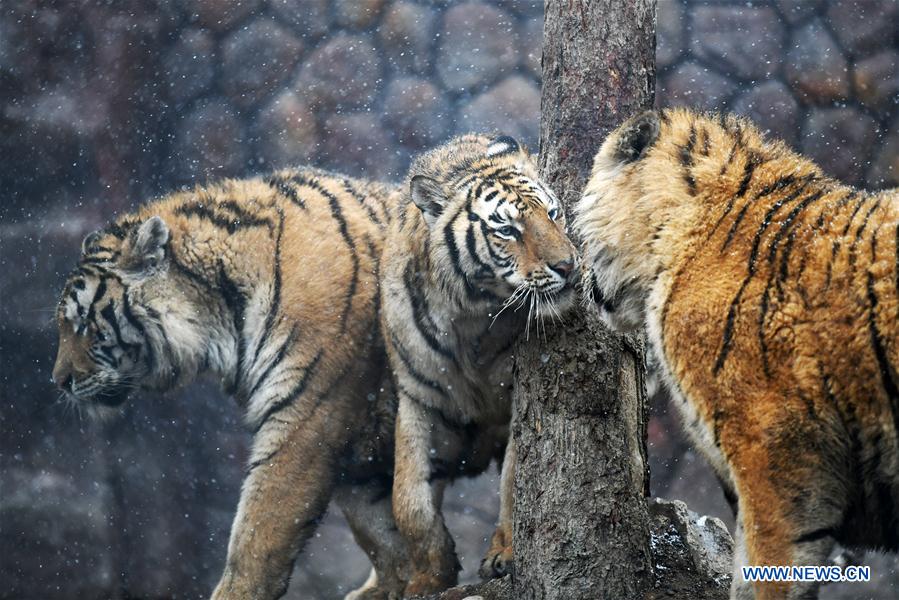 En fotos: los tigres siberianos de Hailin en Heilongjiang 