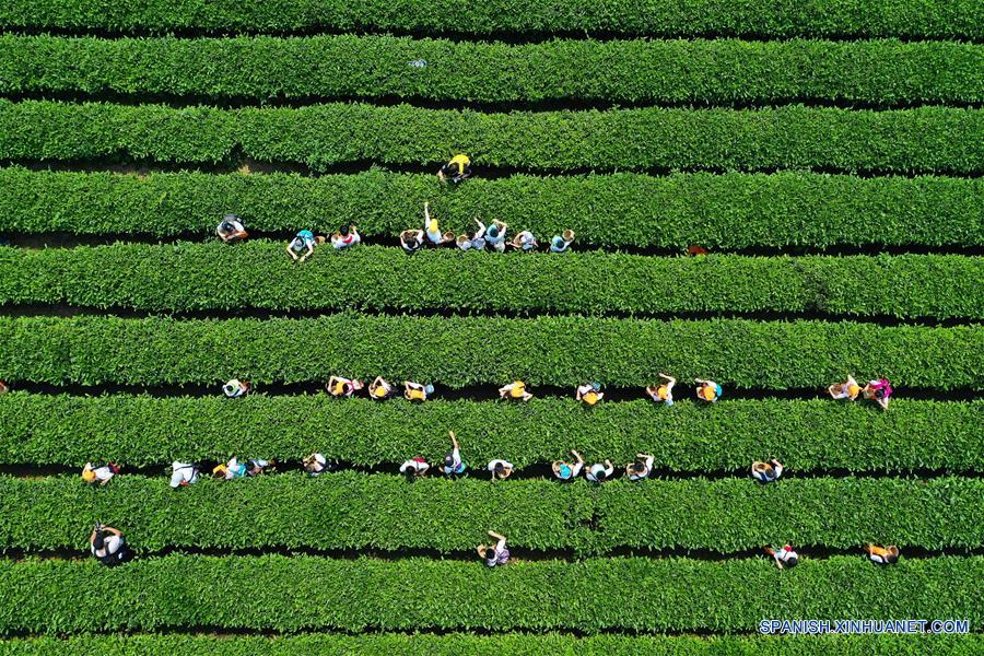 Recolectan hojas de té en Chongqing