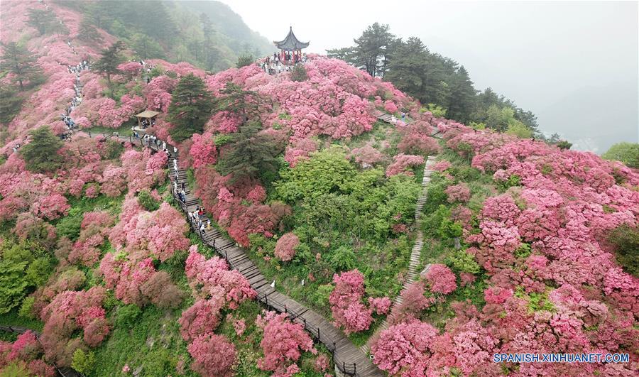 Flores de azalea en Hubei