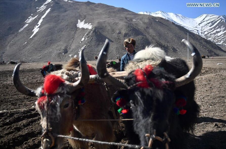 Comienza el arado de primavera en el Tíbet