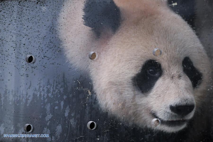 Pandas gigantes chinos viajan a Rusia