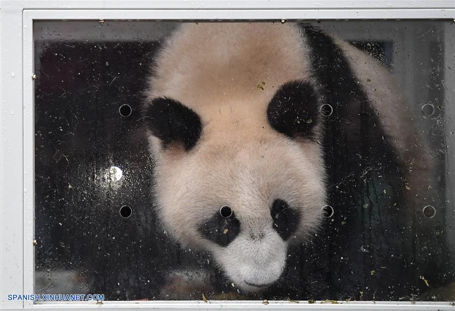 Pandas gigantes chinos viajan a Rusia