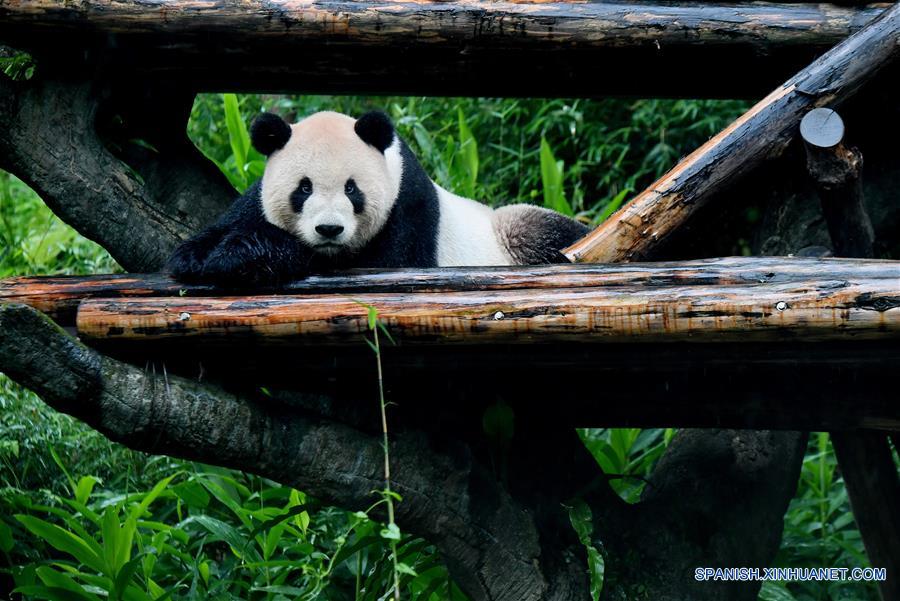 Pandas gigantes en Zoológico de Taipei