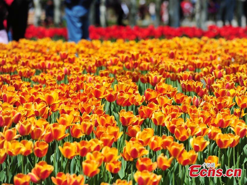 Florecen los tulipanes en Jilin