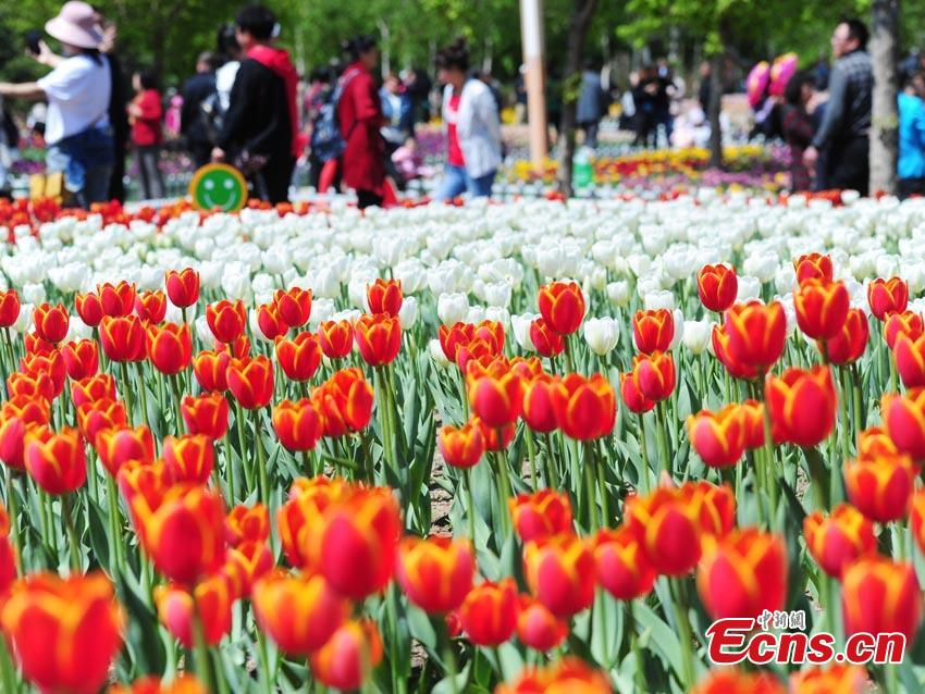Florecen los tulipanes en Jilin