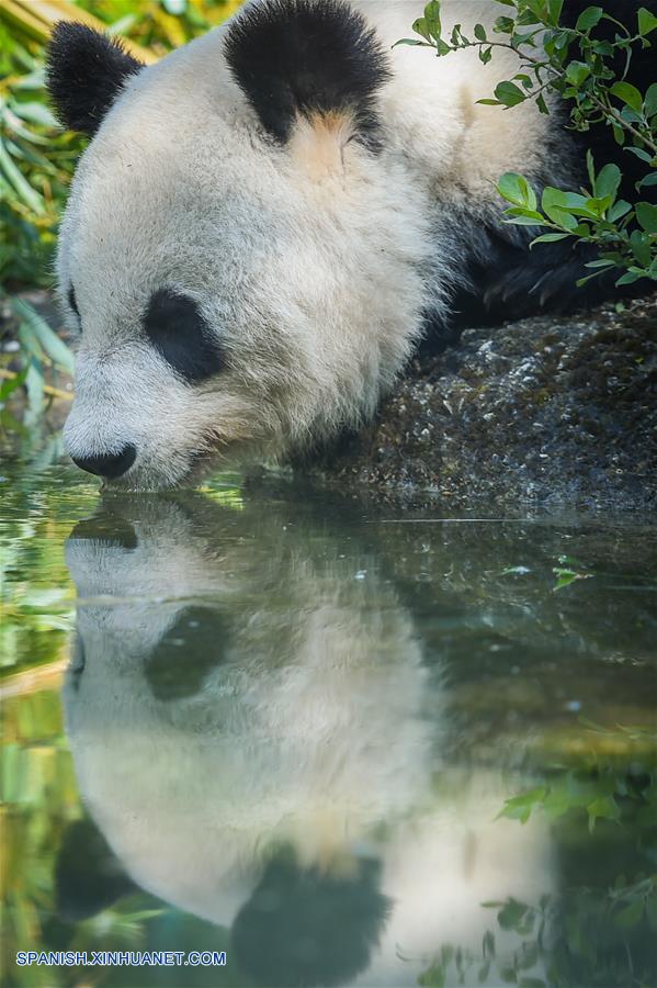 Vida feliz de panda gigante Yang Yang en Zoológico de Schonbrunn en Viena, Austria