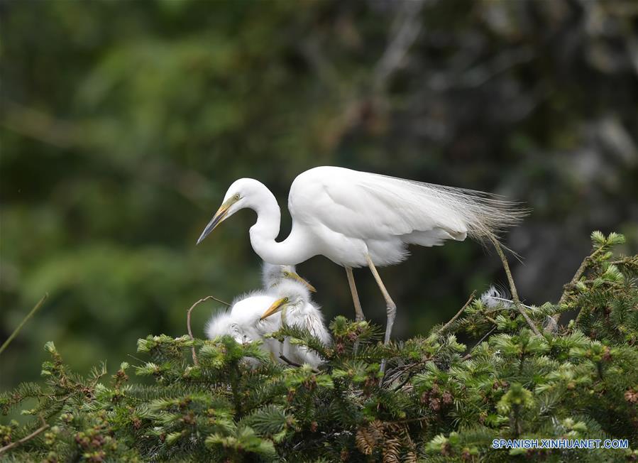 Garcetas en parque forestal de Jiangxi