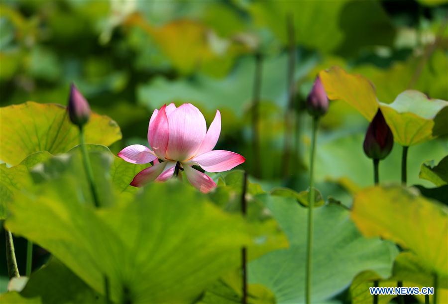 Flores de loto en el parque de los humedales en Anhui