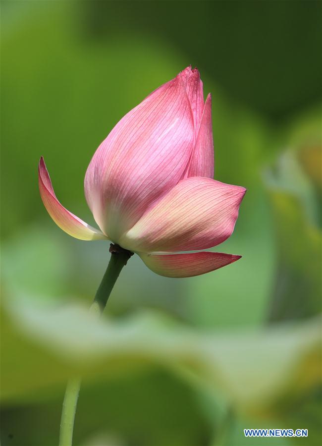 Flores de loto en el parque de los humedales en Anhui