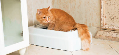 Un baño automático para gatos. (Foto de archivo)