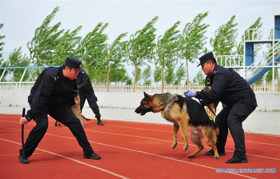 Perro policía durante simulacro