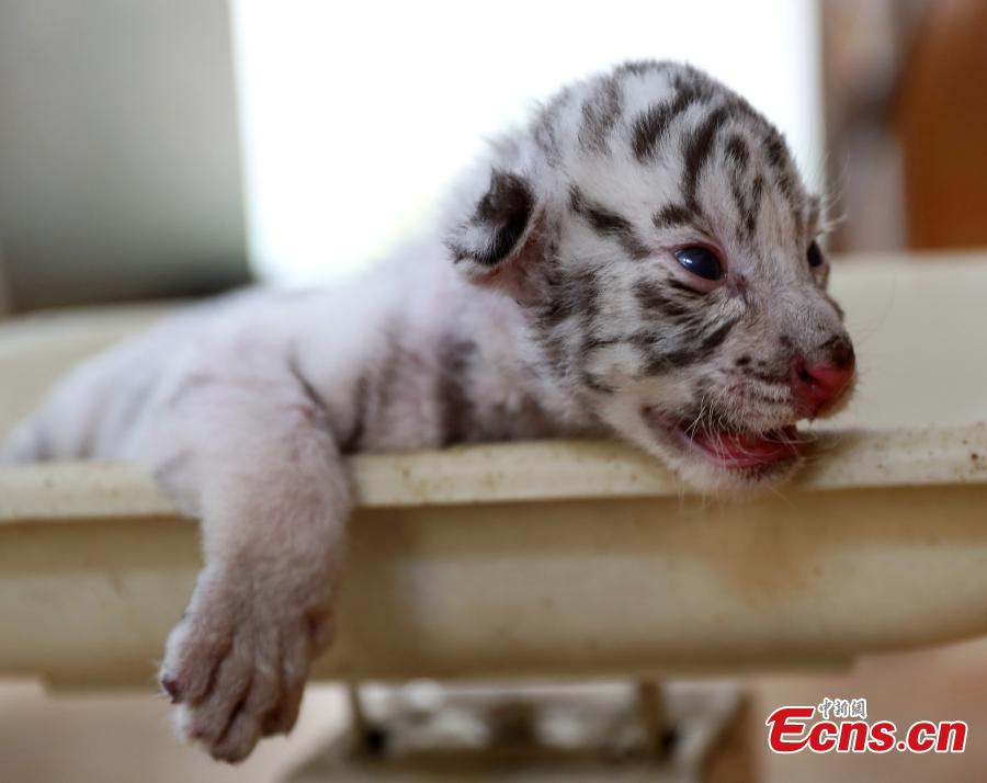 Nacen cuatro cachorros de tigre en Shandong