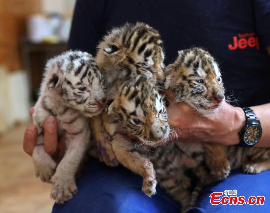 Nacen cuatro cachorros de tigre en Shandong