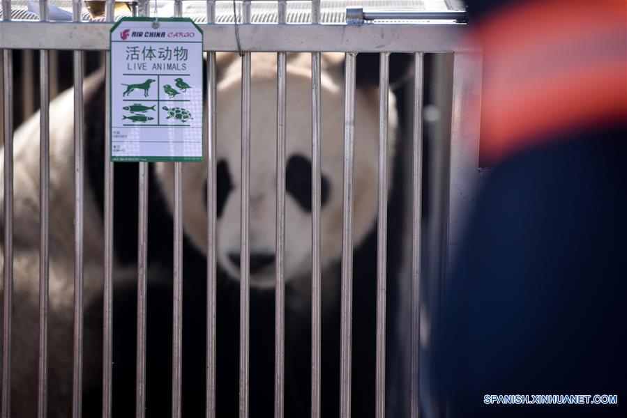 Primeros pandas en instalarse en meseta