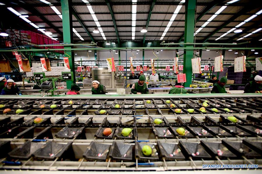 SAN FERNANDO, 14 junio, 2019 (Xinhua) -- Personas trabajan en la Planta de Procesamiento Frusan de San Fernando, en la región de O'Higgins, a unos 140 kilómetros al sur de Santiago, capital de Chile, el 14 de junio de 2019. El ministro de Agricultura de Chile, Antonio Walker, celebró el viernes los primeros envíos de cuatro tipos de peras chilenas a China. El mercado chileno ofrece cajas desde 2 kilos, exclusivas para el mercado chino, hasta de 18 kilos, para los distribuidores de frutas. (Xinhua/Jorge Villegas)