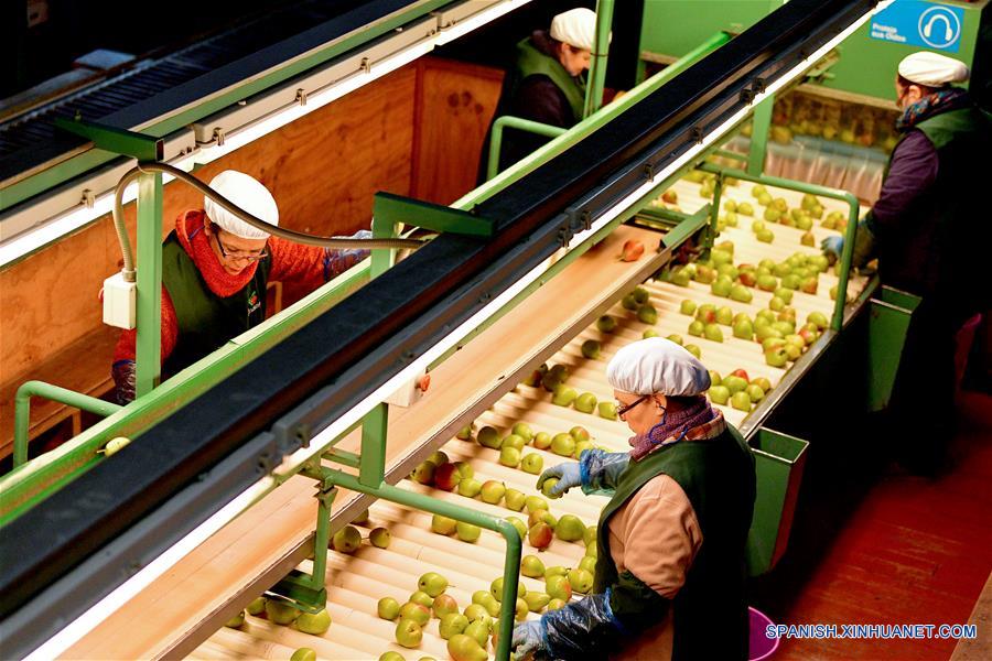 SAN FERNANDO, 14 junio, 2019 (Xinhua) -- Personas trabajan en la Planta de Procesamiento Frusan de San Fernando, en la región de O'Higgins, a unos 140 kilómetros al sur de Santiago, capital de Chile, el 14 de junio de 2019. El ministro de Agricultura de Chile, Antonio Walker, celebró el viernes los primeros envíos de cuatro tipos de peras chilenas a China. El mercado chileno ofrece cajas desde 2 kilos, exclusivas para el mercado chino, hasta de 18 kilos, para los distribuidores de frutas. (Xinhua/Jorge Villegas)