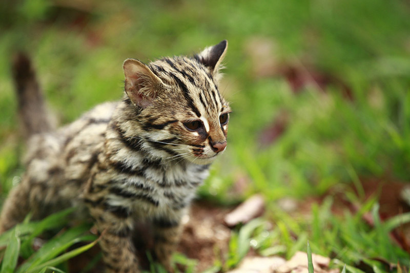 Dos gaticos leopardos abandonados se entrenan para la vida salvaje 