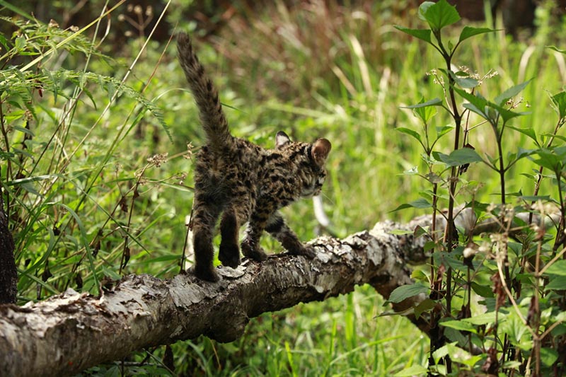 Un gato leopardo en el Zoológico del Bosque Puer Taiyanghe en la provincia de Yunnan. [Foto: proporcionada a chinadaily.com.cn]