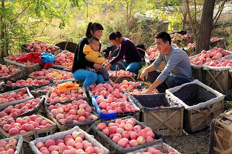 Los agricultores recolectan manzanas en el distrito Ansai de Yan'an, provincia de Shaanxi. [Foto proporcionada a China Daily]