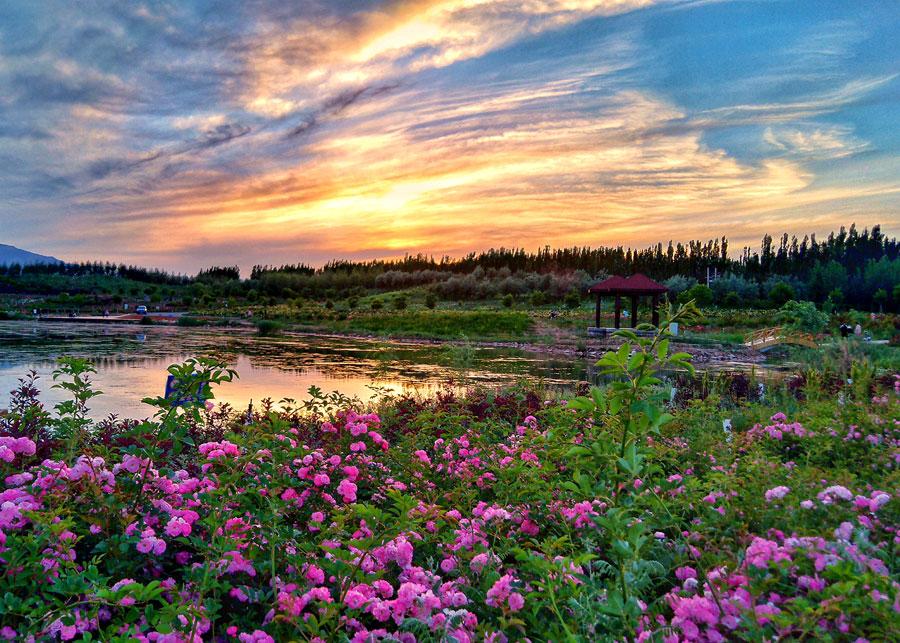 Campo de flores de lavanda en Jinchang, conocida como la "Provenza del Este", Gansu, 16 de junio del 2019. (Foto: Zhang Xincai/ chinadaily.com.cn)
