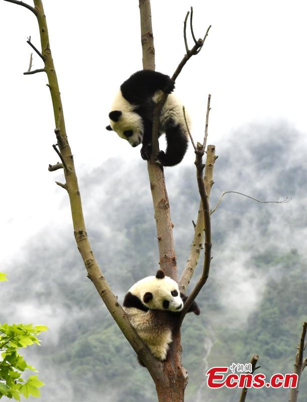 Cachorros de panda gigantes se divierten en el “jardín de la infancia”