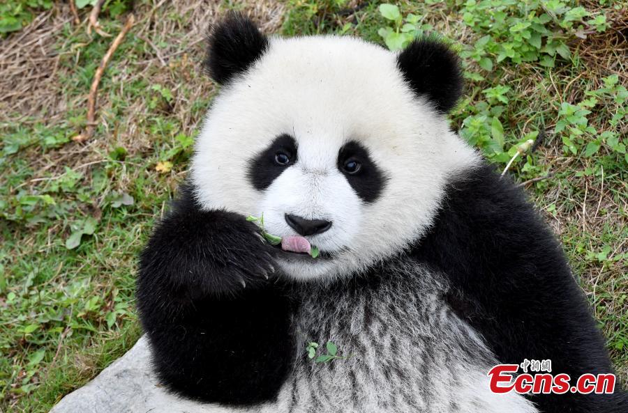 Cachorros de panda gigantes se divierten en el “jardín de la infancia”