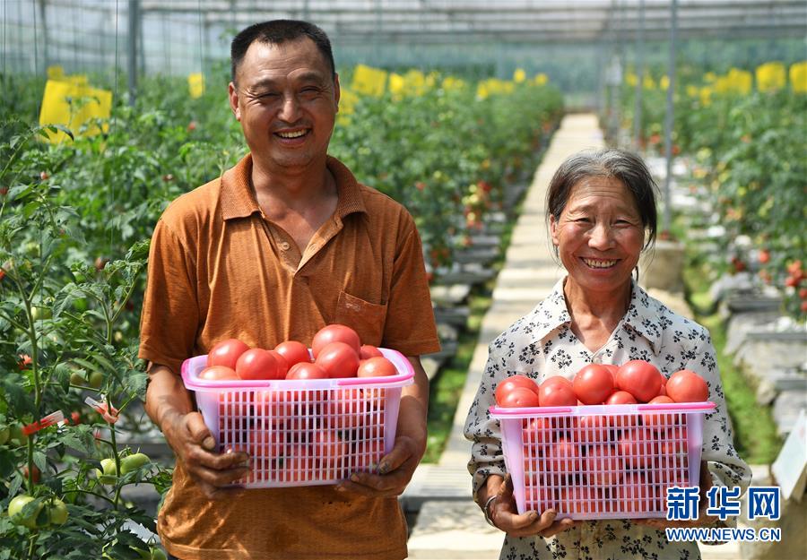 El 2 de julio, los aldeanos de Guoyuan, en Maguan, cosechan tomates que han sido cultivados sin tierra. (Foto: Wang Quanchao/ Xinhua)