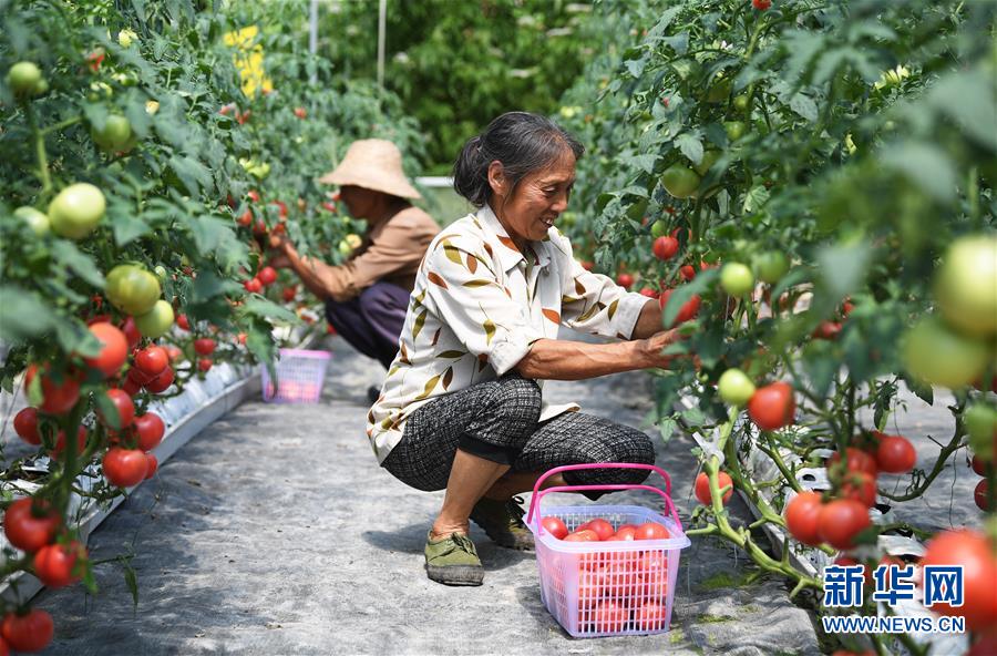El 2 de julio, los aldeanos de Guoyuan, en Maguan, cosechan tomates que han sido cultivados sin tierra. (Foto: Wang Quanchao/ Xinhua)