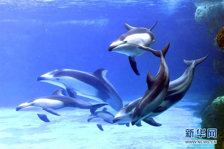 Tres delfines de lados blancos del Pacífico recién nacidos en el Parque Oceanográfico Chimelong de Zhuhai hacen su primera aparición