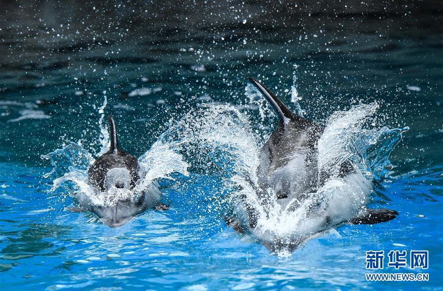 Tres delfines de lados blancos del Pacífico recién nacidos en el Parque Oceanográfico Chimelong de Zhuhai hacen su primera aparición
