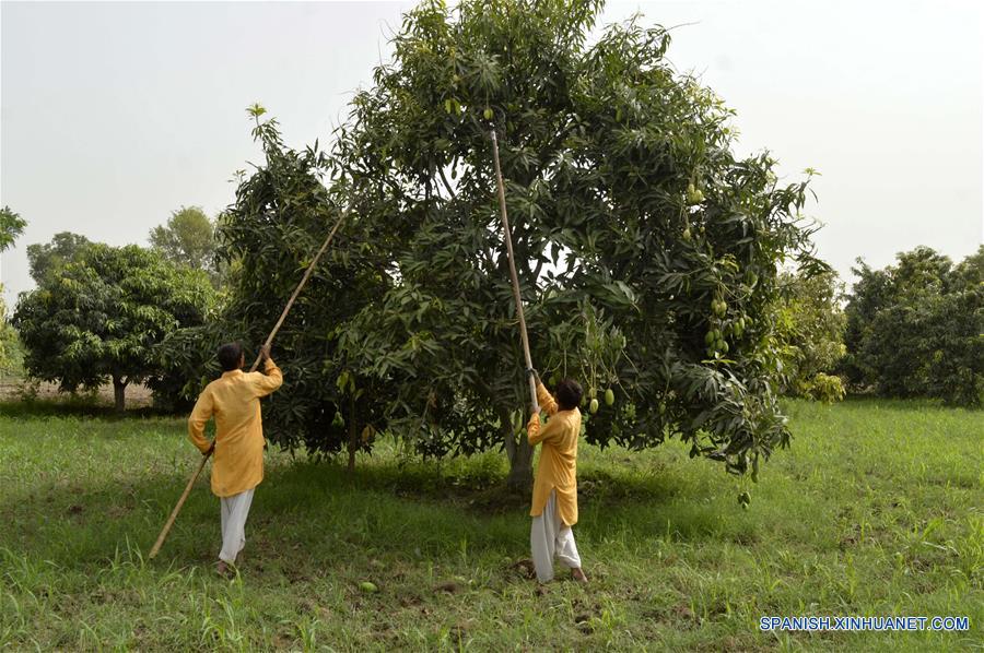 Cosecha de mangos en Pakistán