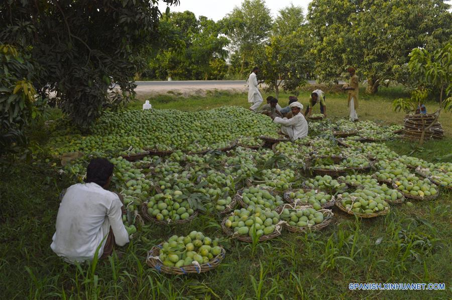 Cosecha de mangos en Pakistán