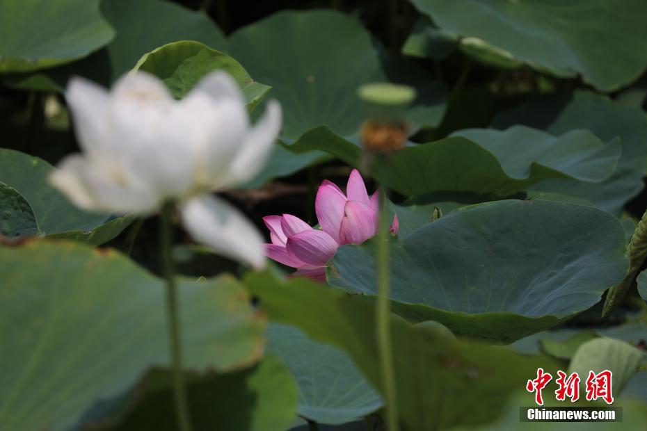 Florece de nuevo el loto centenario del Palacio Yuanmingyuan