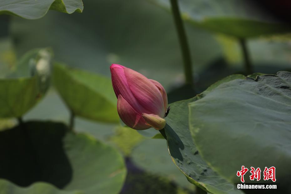 Florece de nuevo el loto centenario del Palacio Yuanmingyuan