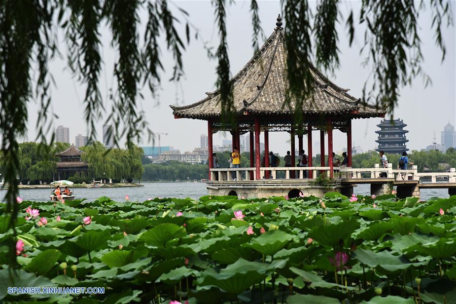Shandong: Flores de loto florecen en el Lago Daming en Jinan