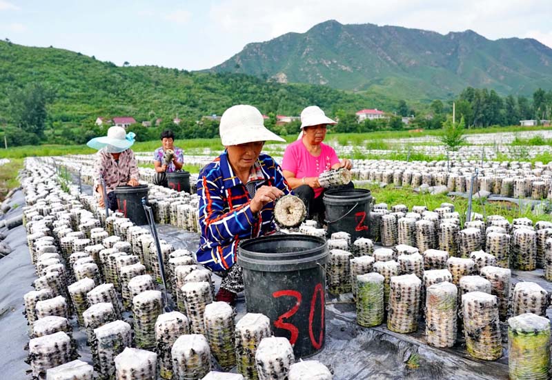 El 13 de julio, los miembros de la cooperativa del cultivo de setas comestibles del distrito autónomo de la nación Man de Qinglong estaban recolectando Muer(un tipo muy común de hongos comestibles) [Foto: Xinhua/ Yang Shiyao]