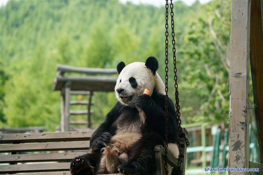 Pandas gigantes en provincia de Heilongjiang