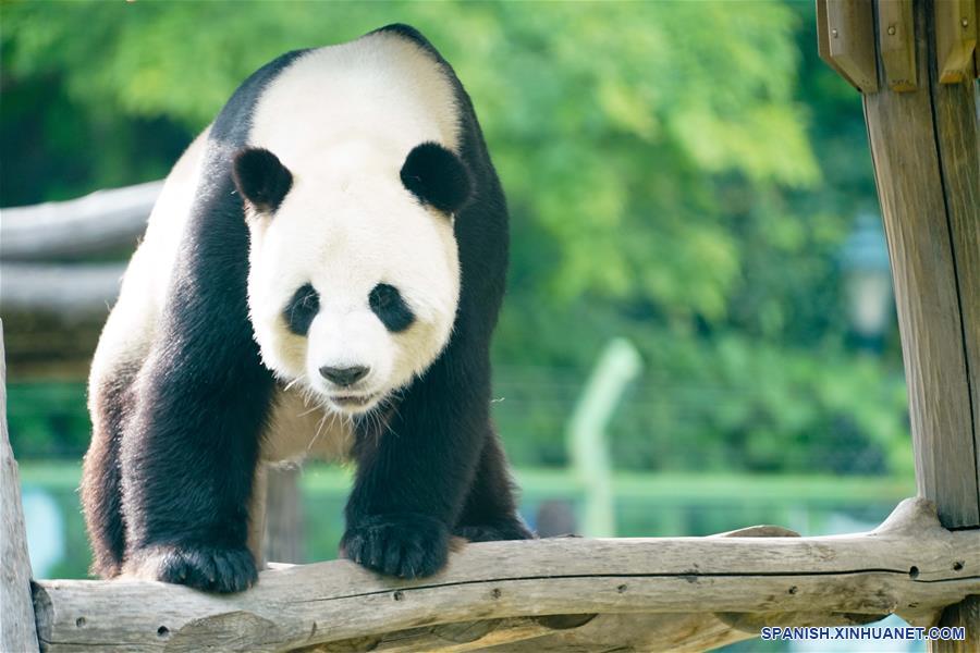 Pandas gigantes en provincia de Heilongjiang