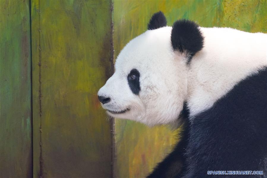 Pandas gigantes en provincia de Heilongjiang