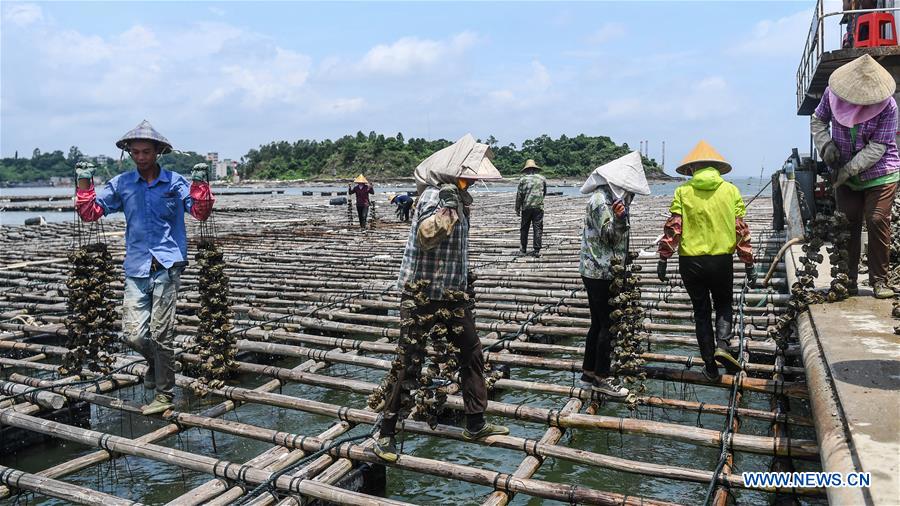 Los agricultores cosechan ostras en los ostrales de Qinzhou en Guangxi