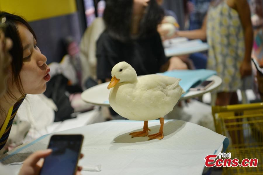 Amistosos patos animan a los clientes en un café de Chengdu