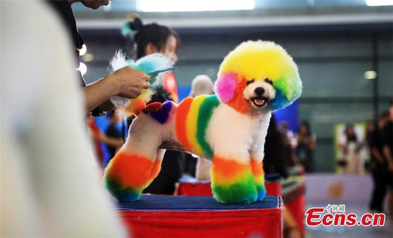 La Feria de Mascotas de Asia se celebra en Shanghai