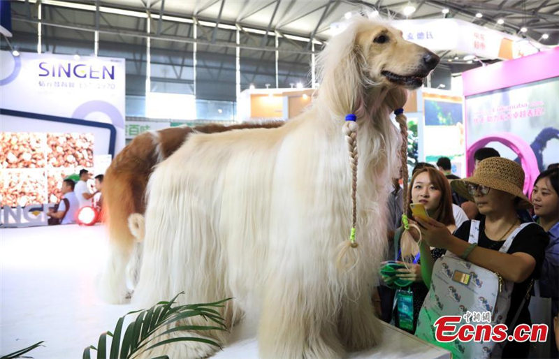 La Feria de Mascotas de Asia se celebra en Shanghai