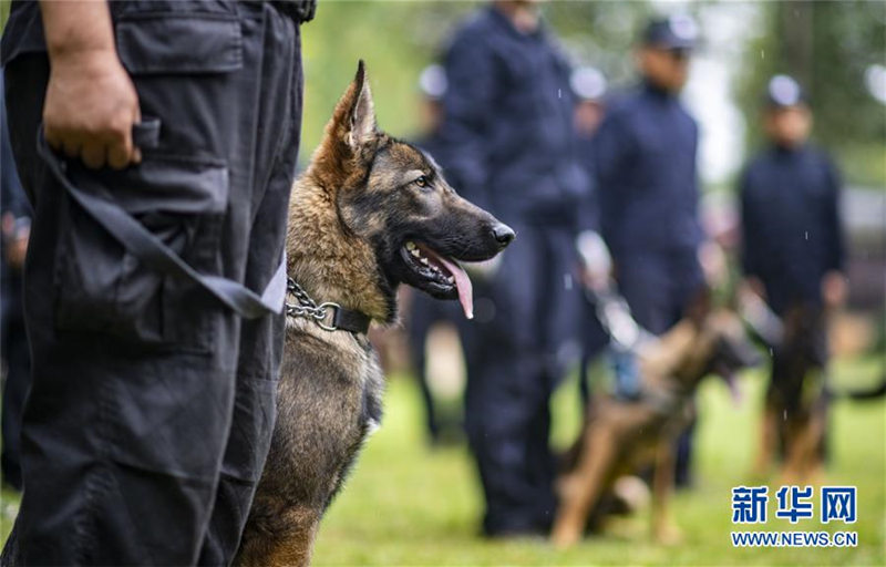 El primer perro policía clonado por China está listo para entrar en acción
