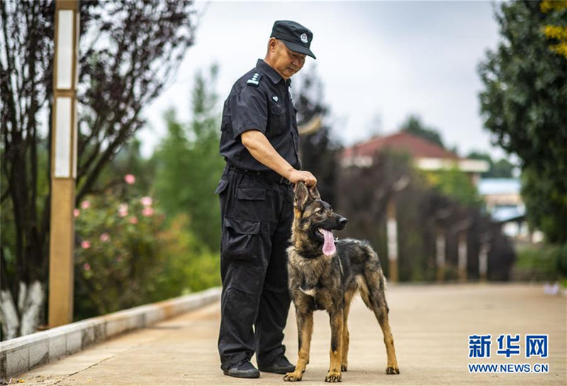 El primer perro policía clonado de China, un perro lobo Kunming de 8 meses de edad llamado Kunxun, participa en la evaluación de perros de la policía el 22 de agosto de 2019. [Foto: Xinhua]
