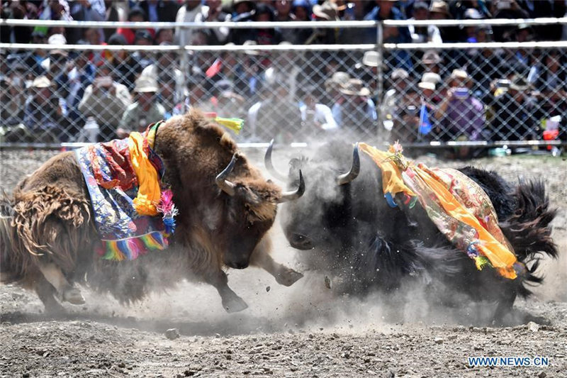 Tíbet celebra su popular festival “taurino”